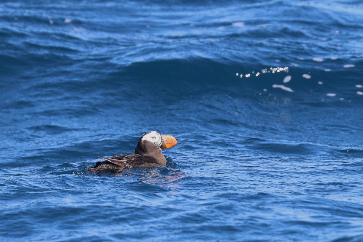 Tufted Puffin - ML641832609