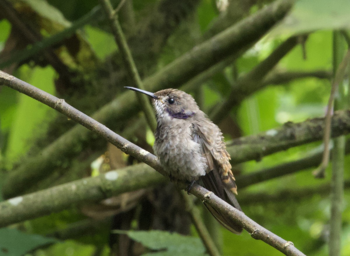 Brown Violetear - ML641832614