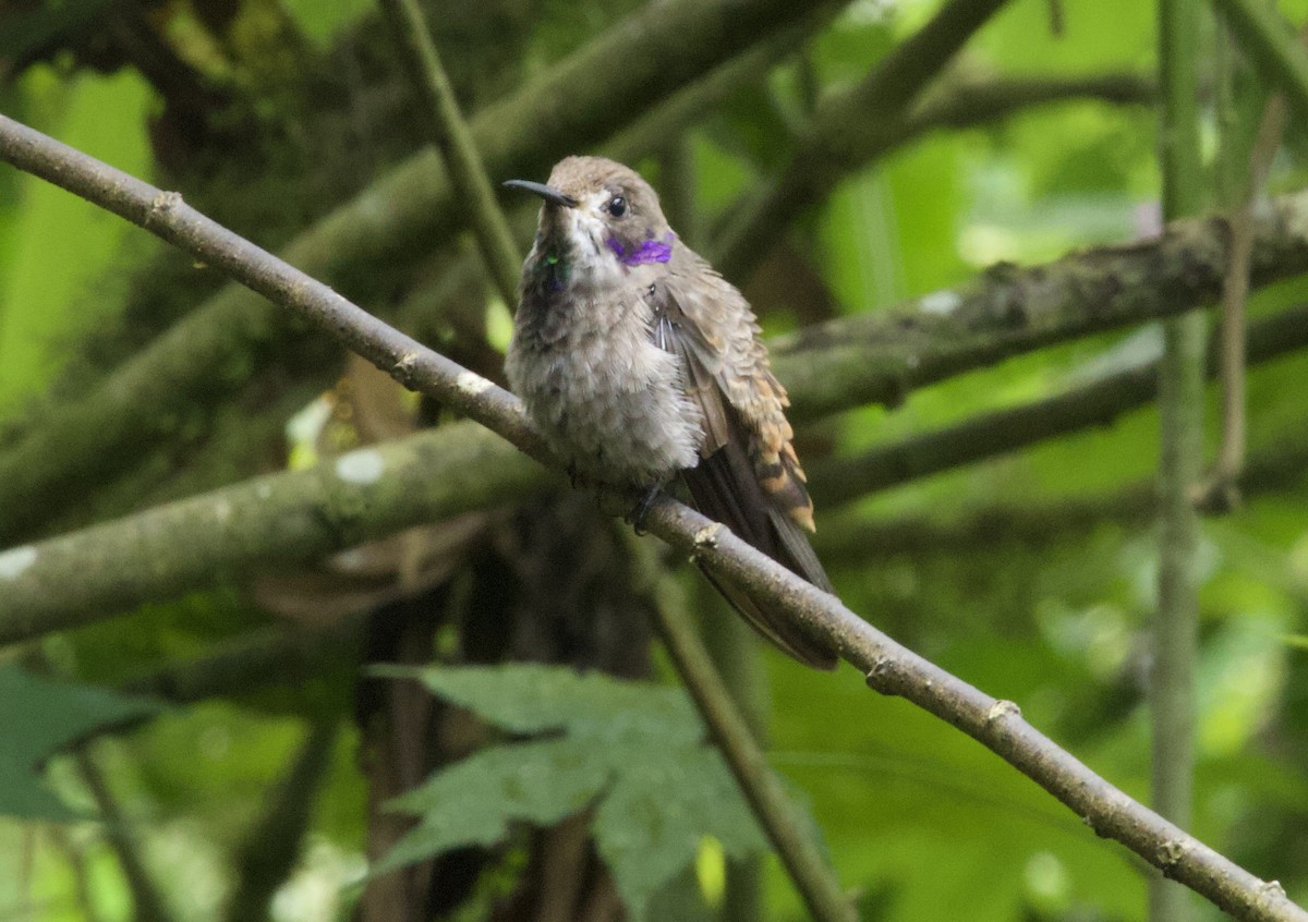 Brown Violetear - ML641832615