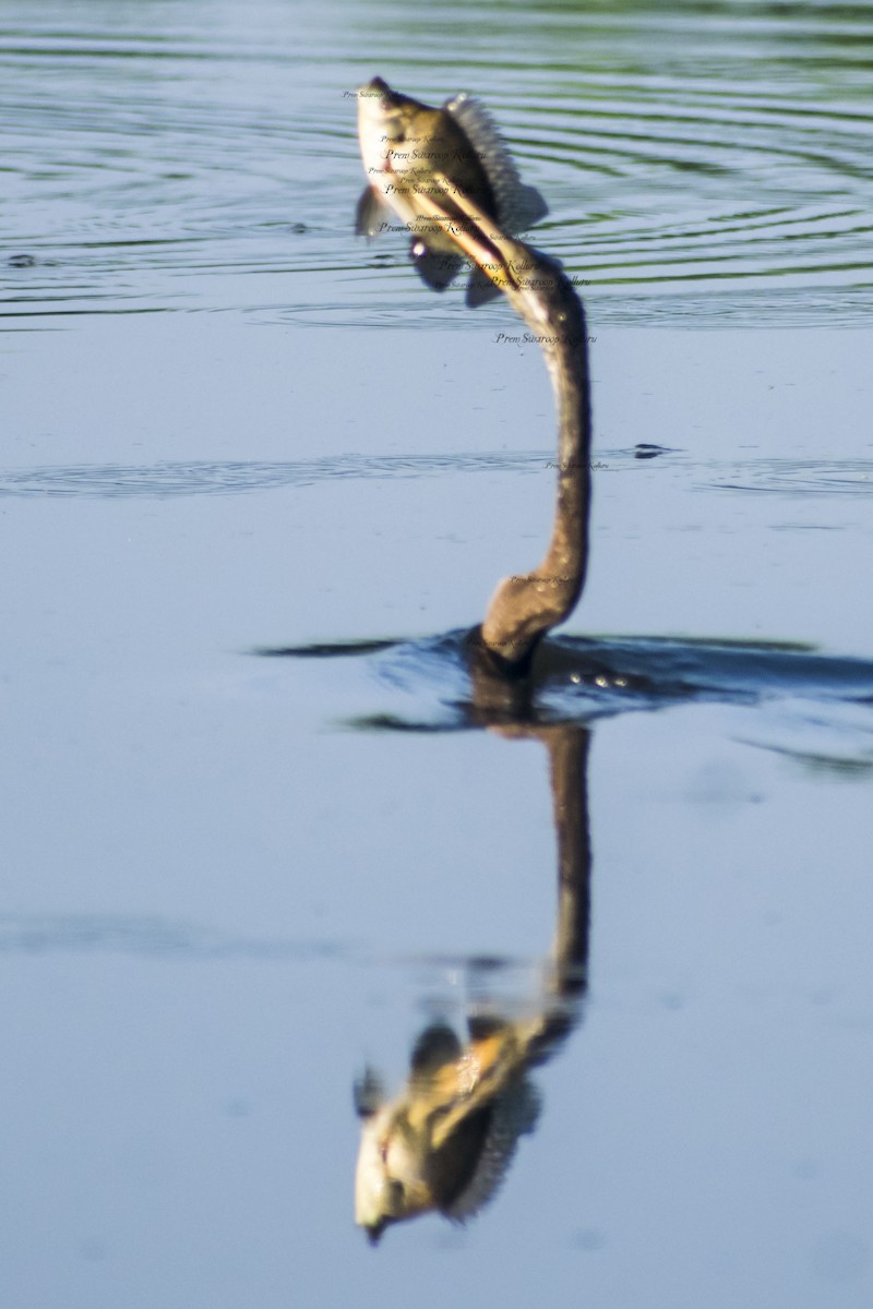Oriental Darter - ML641832627