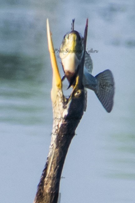 Oriental Darter - ML641832628