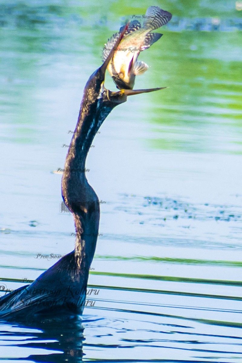 Oriental Darter - ML641832629