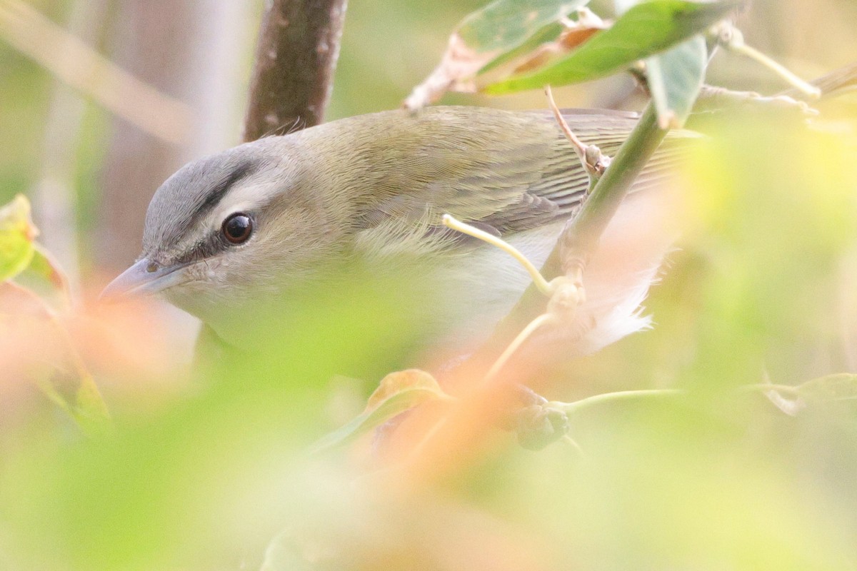 Red-eyed Vireo - ML641832634