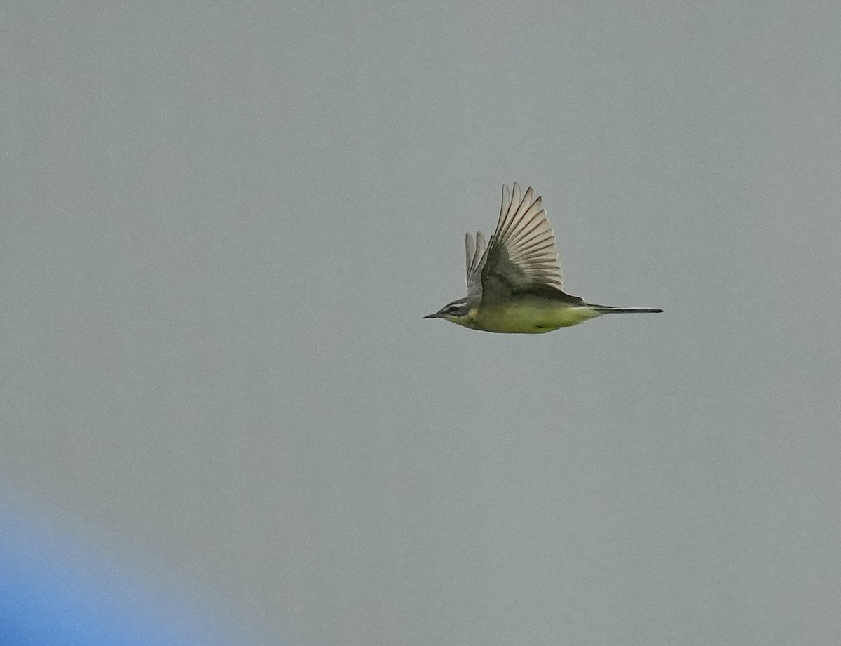 Eastern Yellow Wagtail - ML641832635