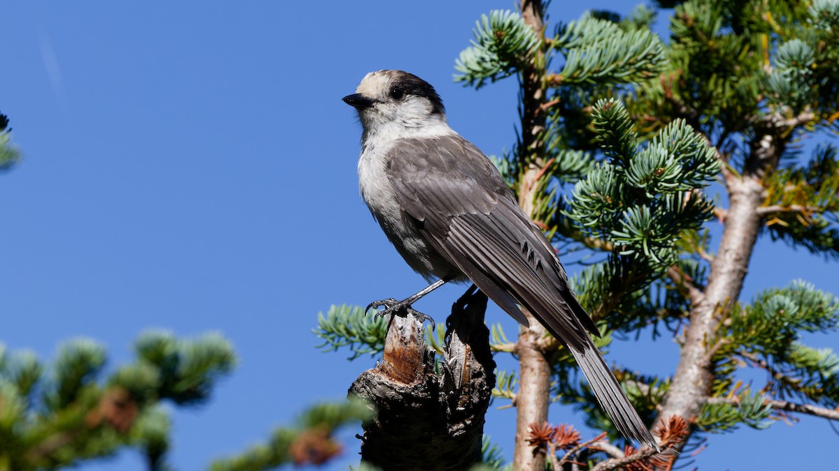 Canada Jay - ML641832642