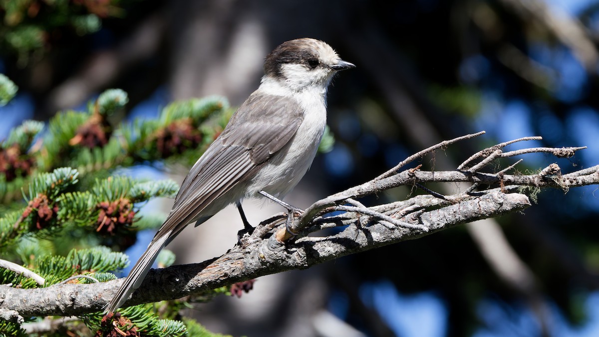 Canada Jay - ML641832645
