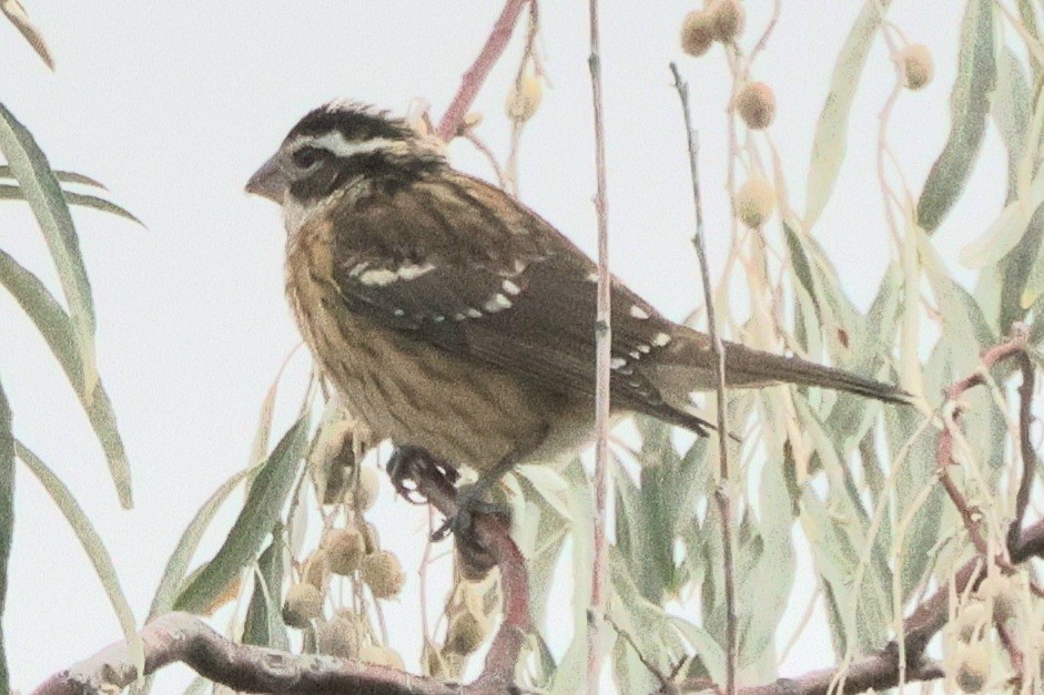 Rose-breasted Grosbeak - ML641832651
