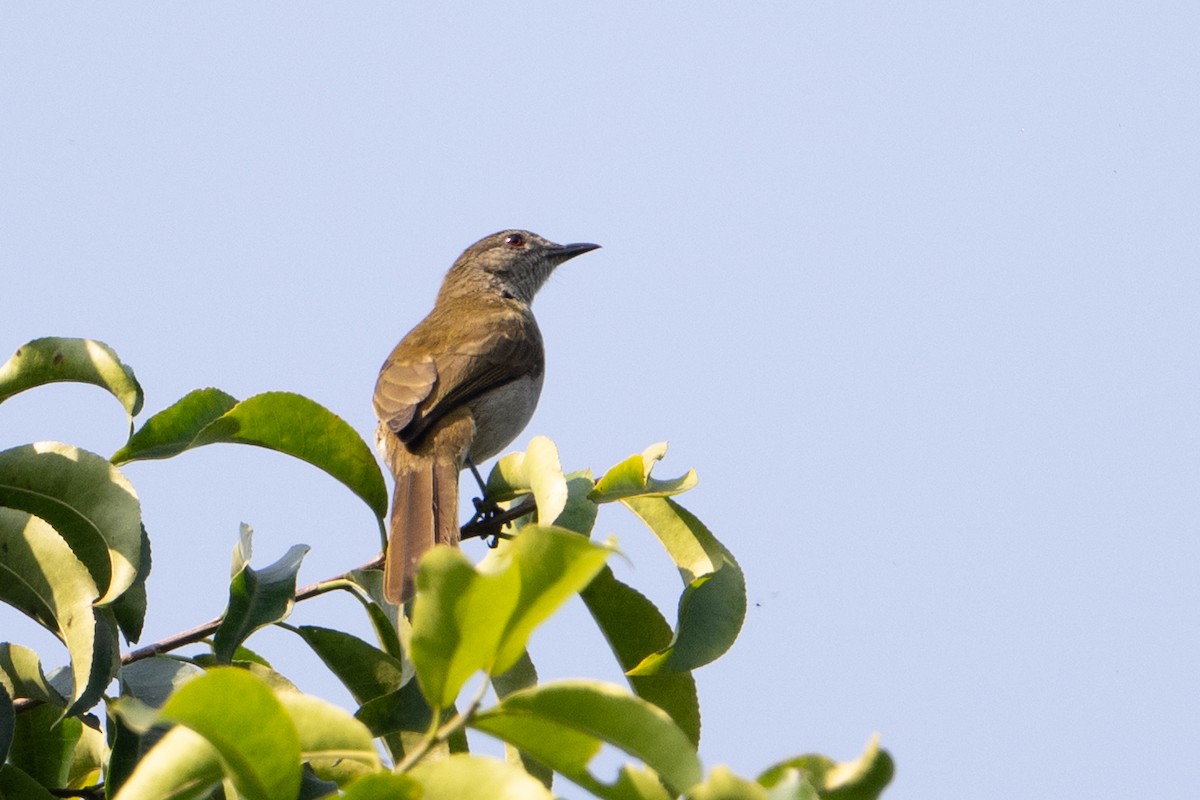 Slender-billed Greenbul - ML641832655
