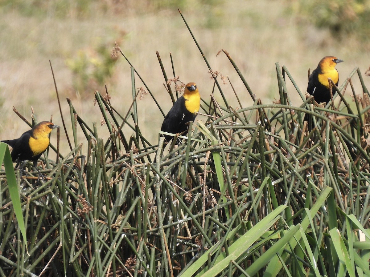 Yellow-headed Blackbird - ML641832664