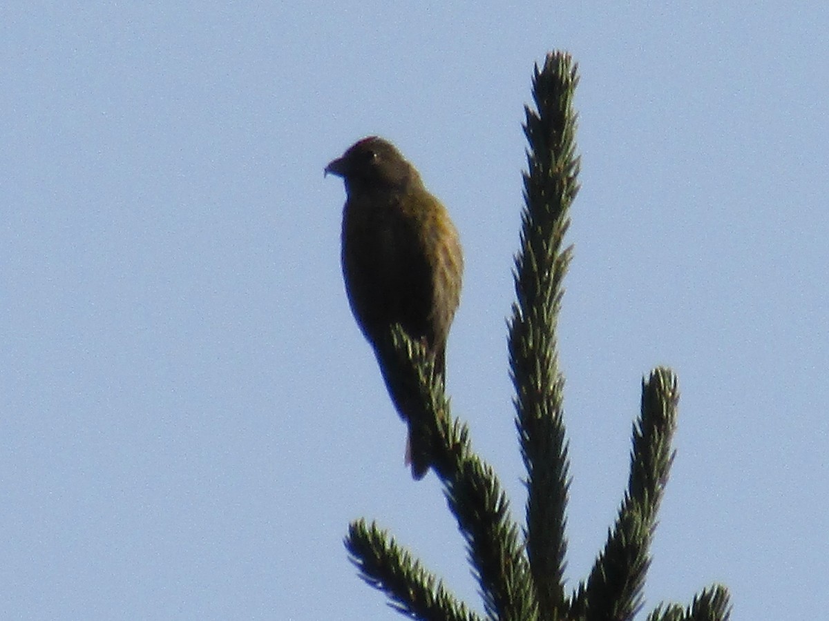 båndkorsnebb - ML641832668