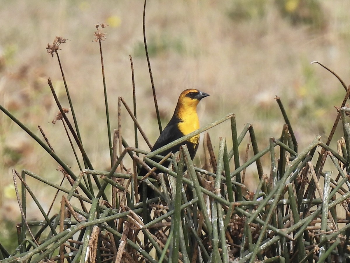 Yellow-headed Blackbird - ML641832678