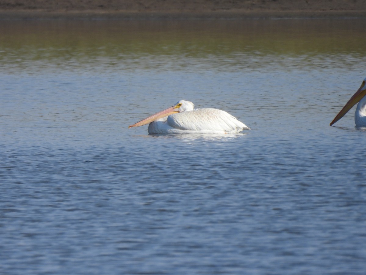 American White Pelican - ML641832679