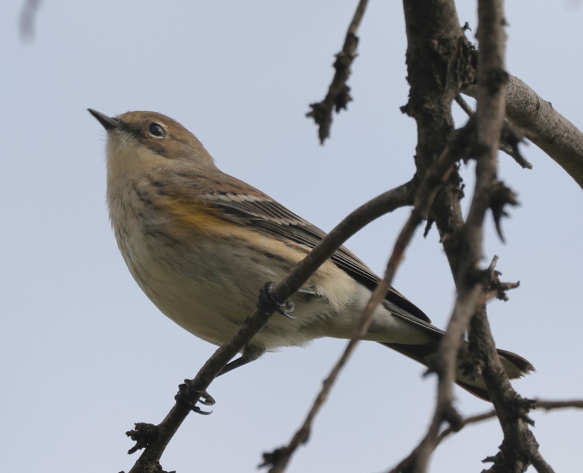 Yellow-rumped Warbler (Myrtle) - ML641832687