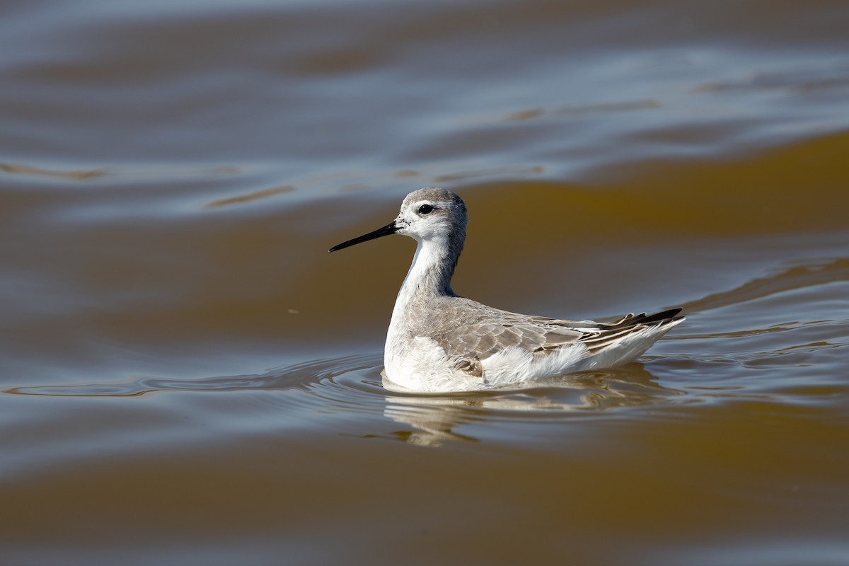 Wilson's Phalarope - ML641832689