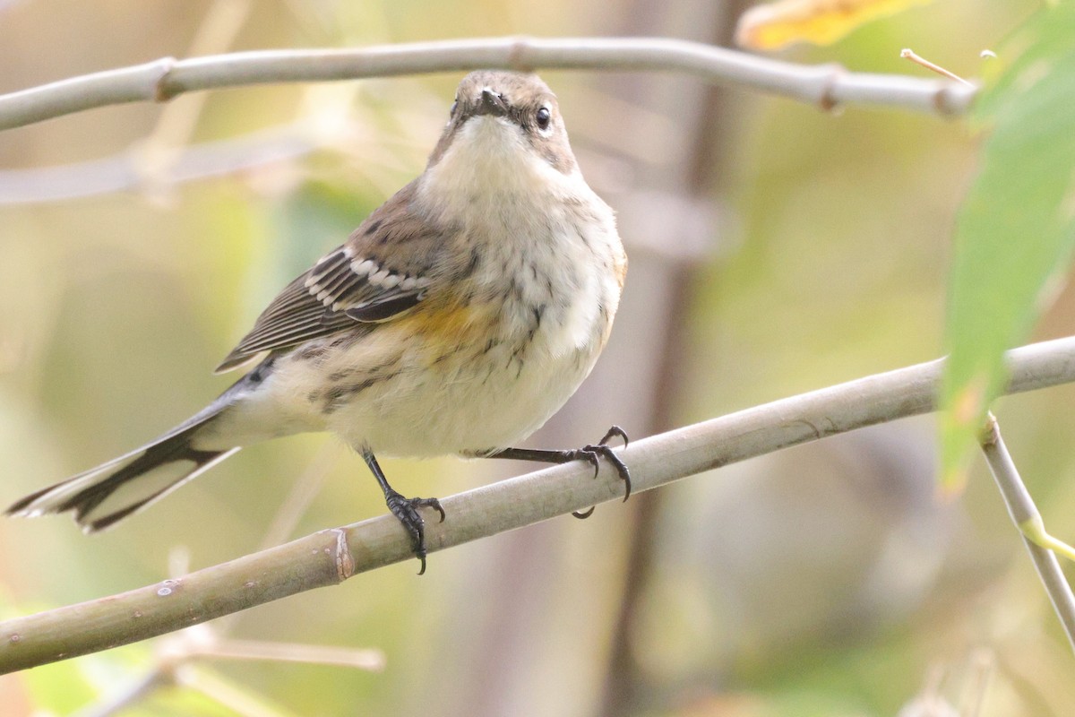Yellow-rumped Warbler (Myrtle) - ML641832691