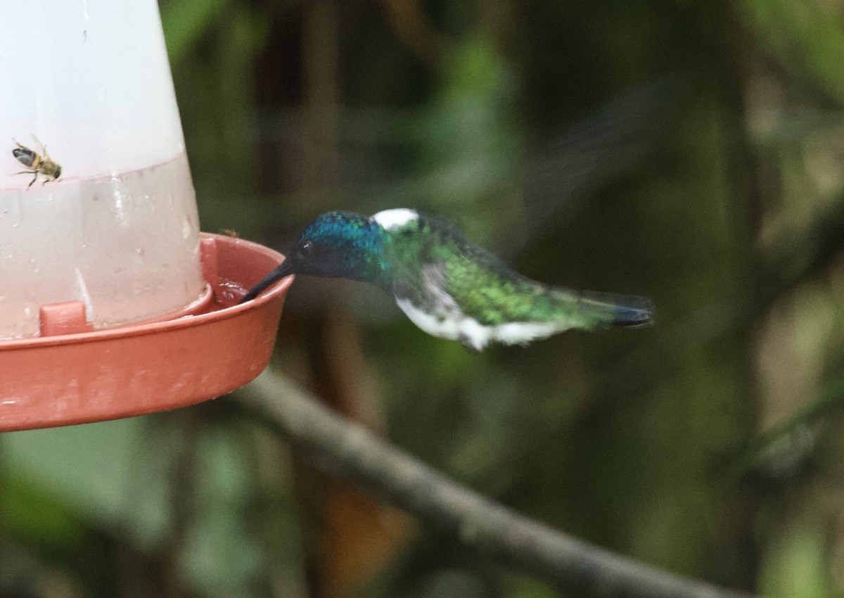 White-necked Jacobin - ML641832695