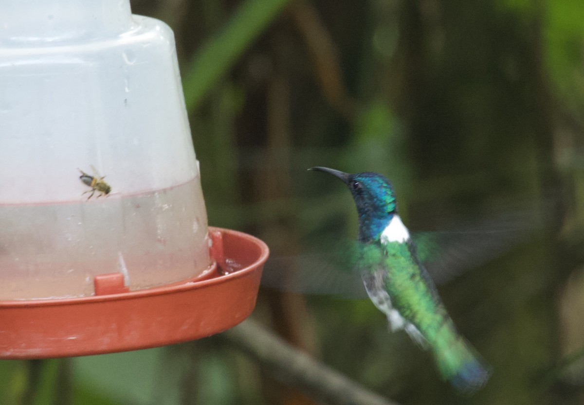 White-necked Jacobin - ML641832696