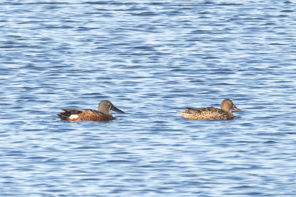 Australasian Shoveler - ML641832698