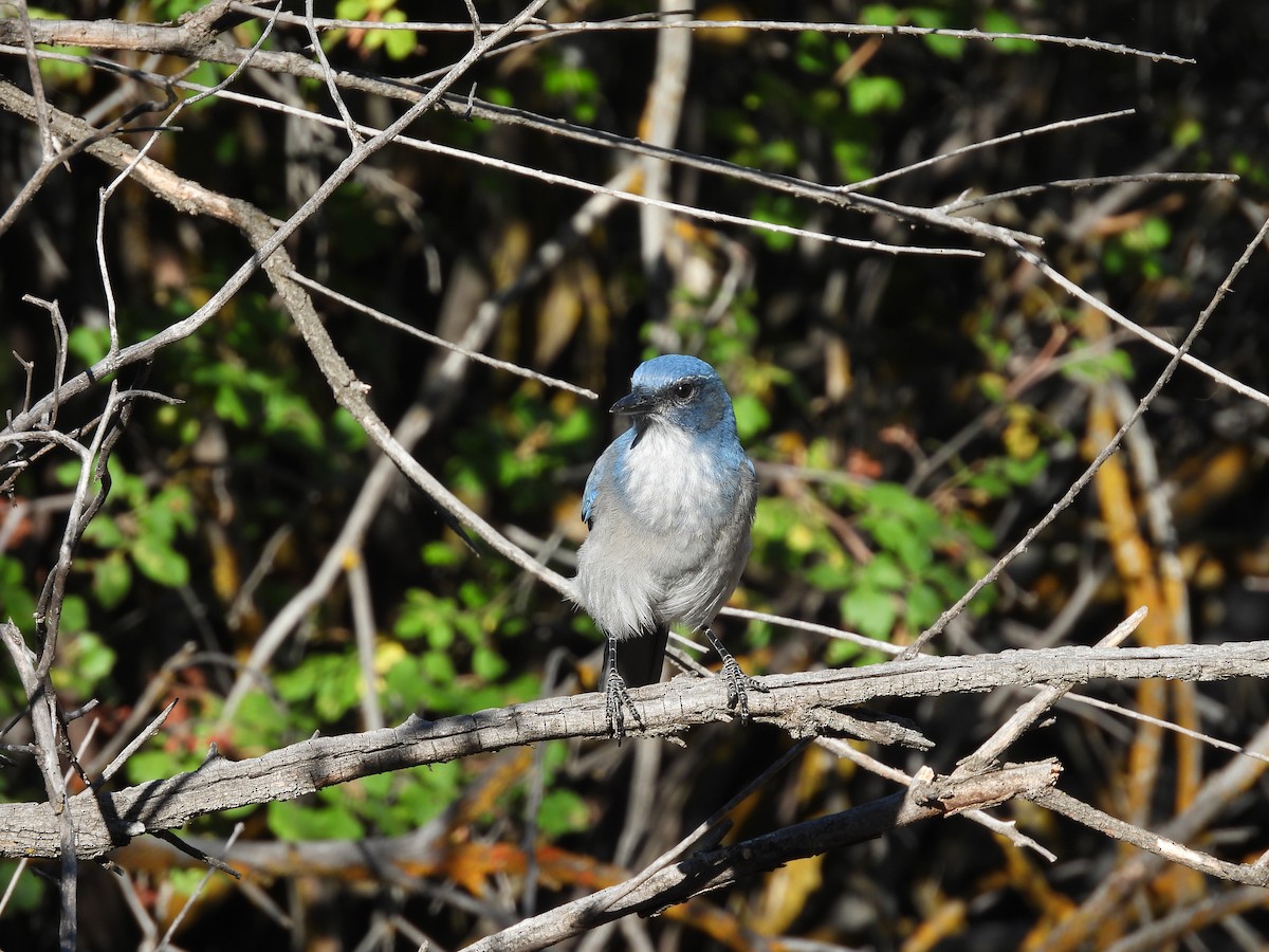 Woodhouse's Scrub-Jay - ML641832700