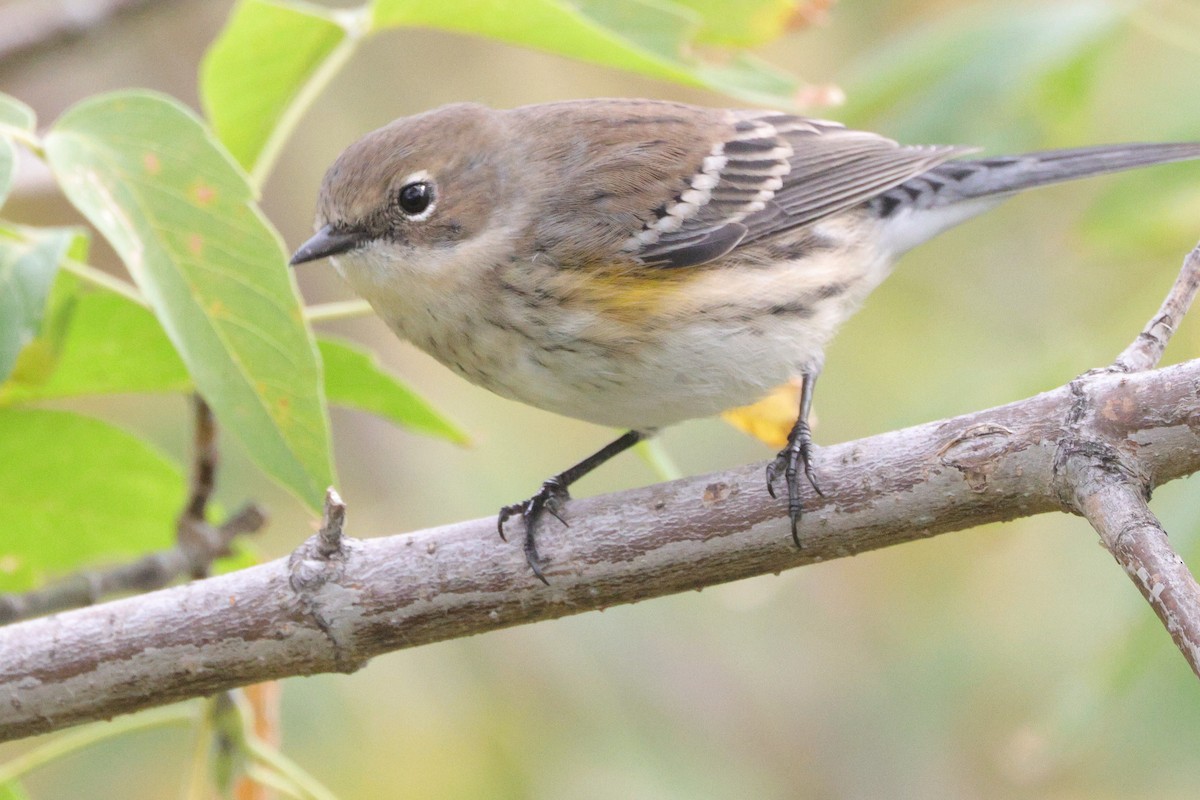 Yellow-rumped Warbler (Myrtle) - ML641832703