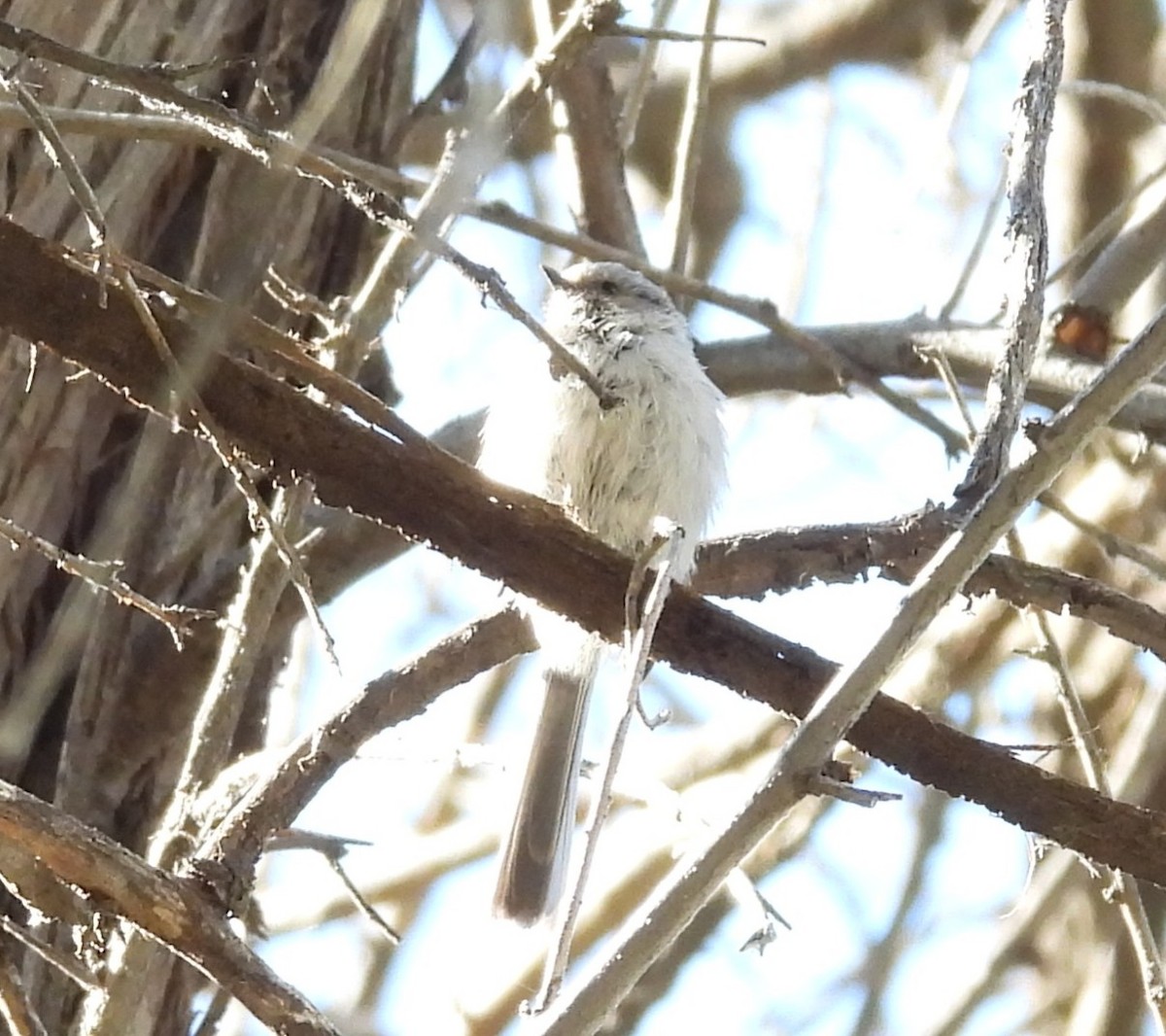 Bushtit - ML641832718