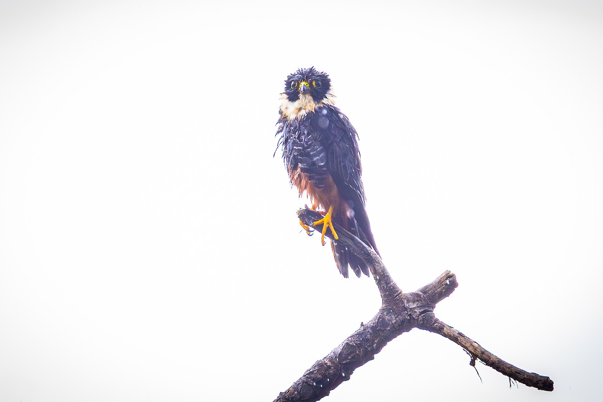 Bat Falcon - ML641832736