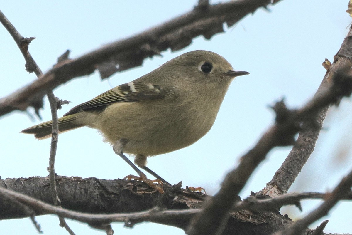 Rubingoldhähnchen - ML641832753