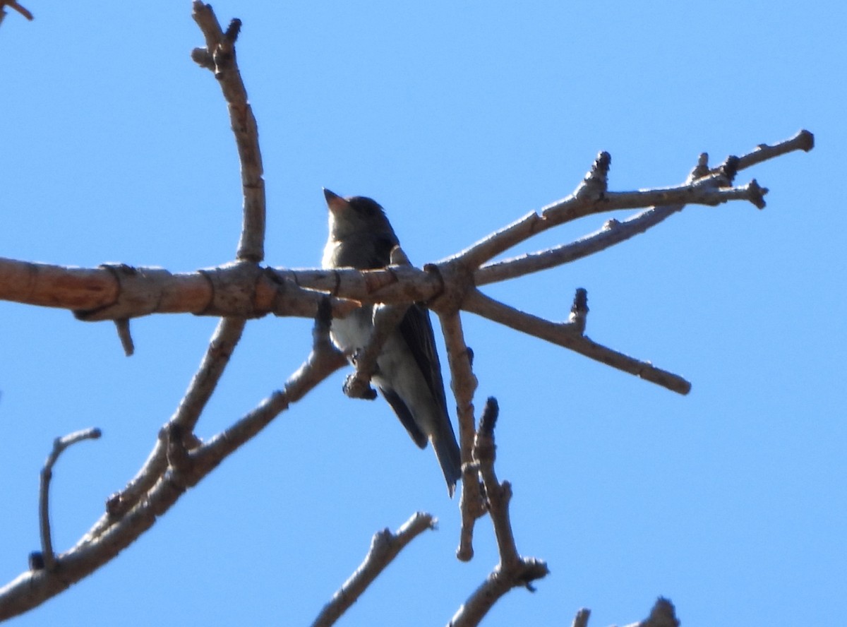 Olive-sided Flycatcher - ML641832755
