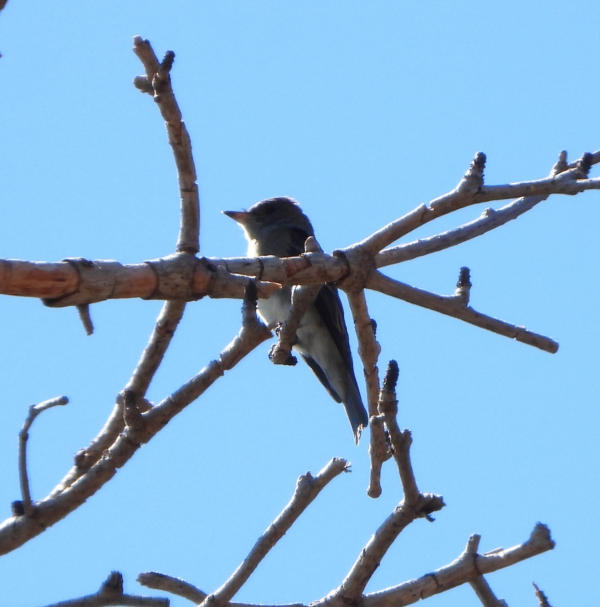 Olive-sided Flycatcher - ML641832756
