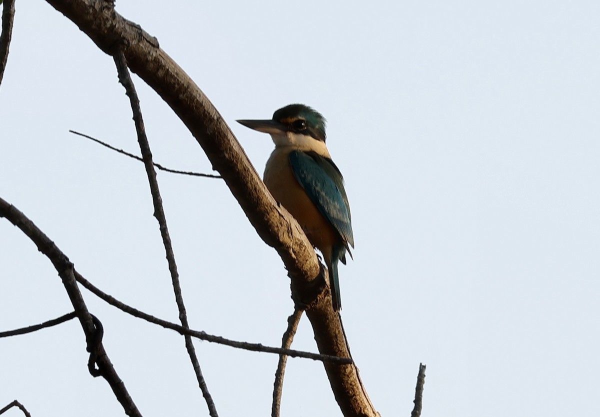 Sacred Kingfisher - ML641832776