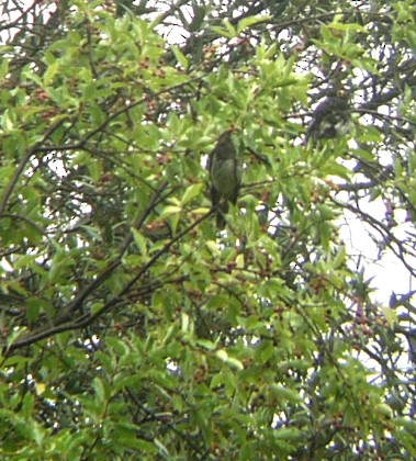 Aztec Thrush - ML641832780
