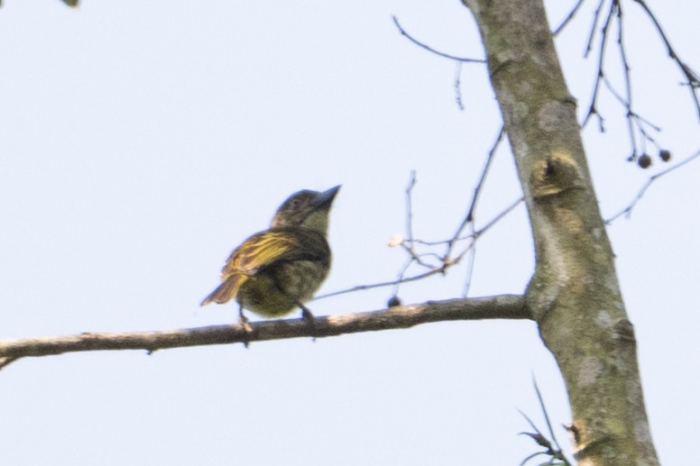 Speckled Tinkerbird - ML641832782