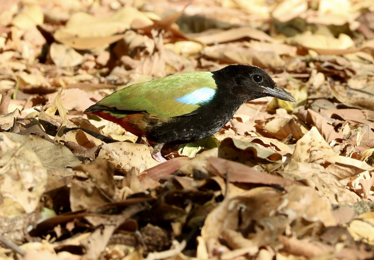 Rainbow Pitta - ML641832790