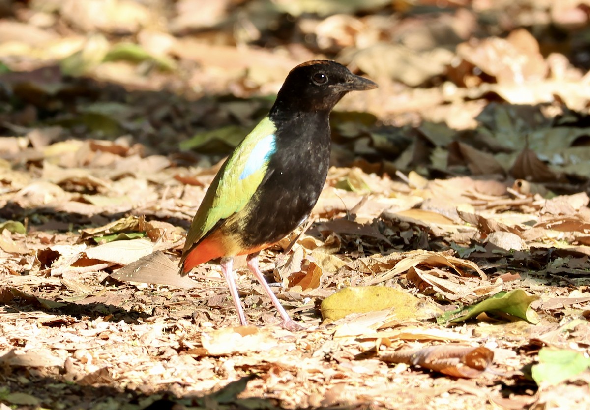 Rainbow Pitta - ML641832791