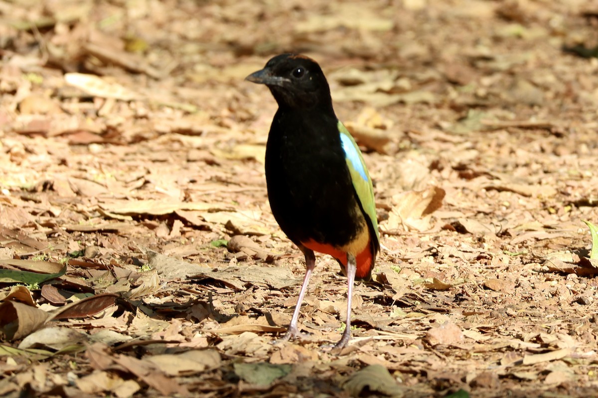 Rainbow Pitta - ML641832792