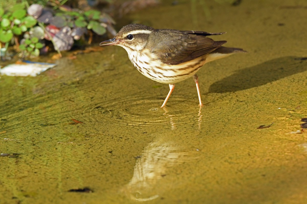 Louisiana Waterthrush - ML641832797