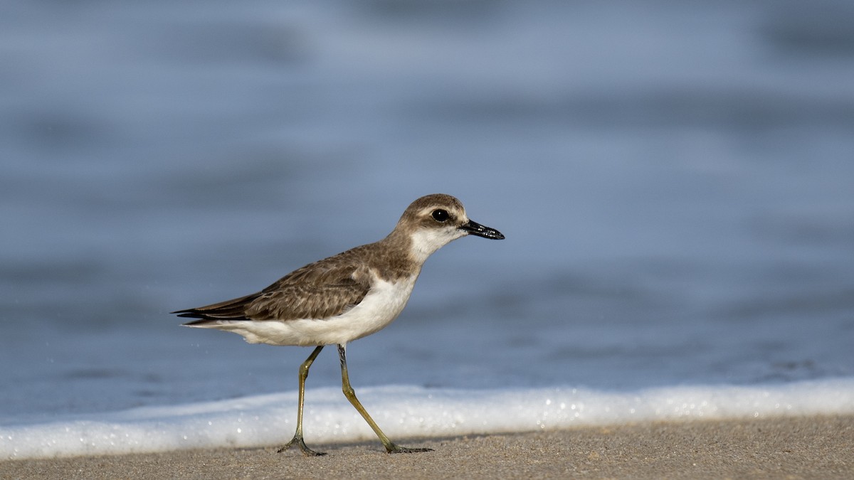 Greater Sand-Plover - ML641832809