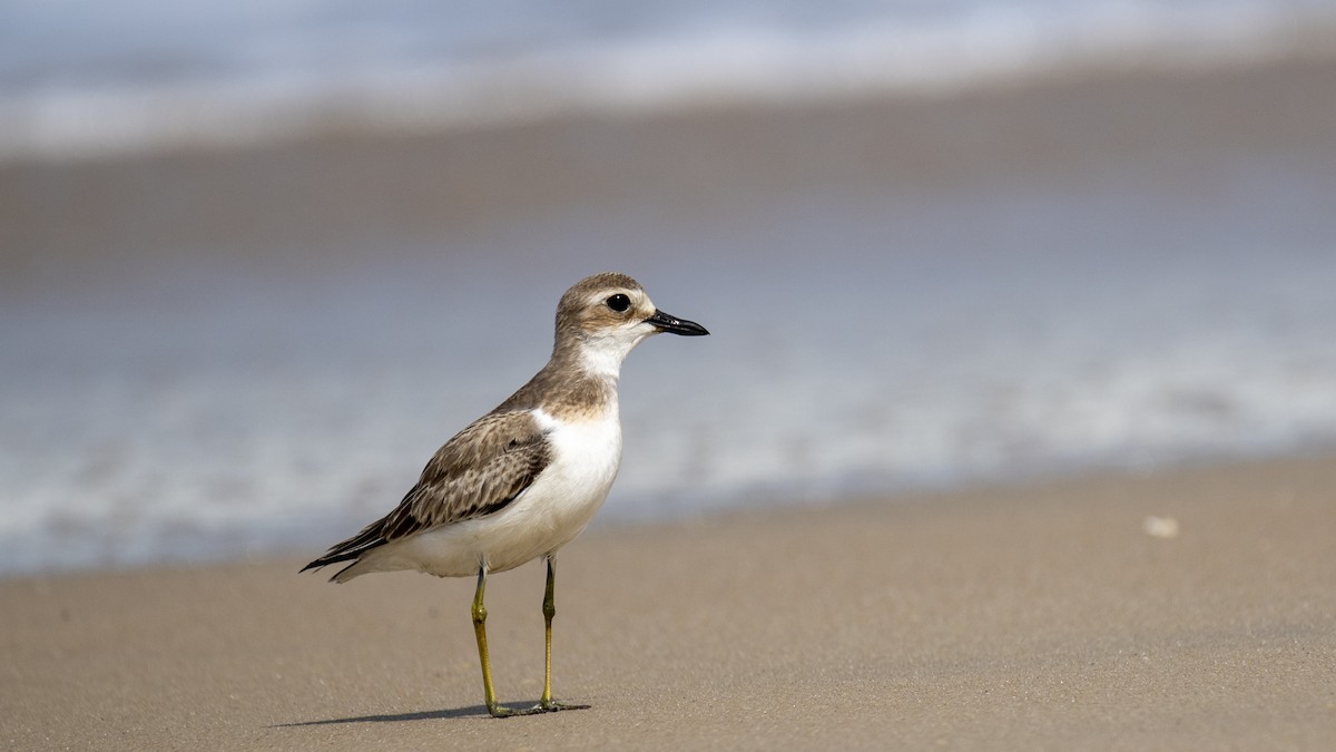 Greater Sand-Plover - ML641832810