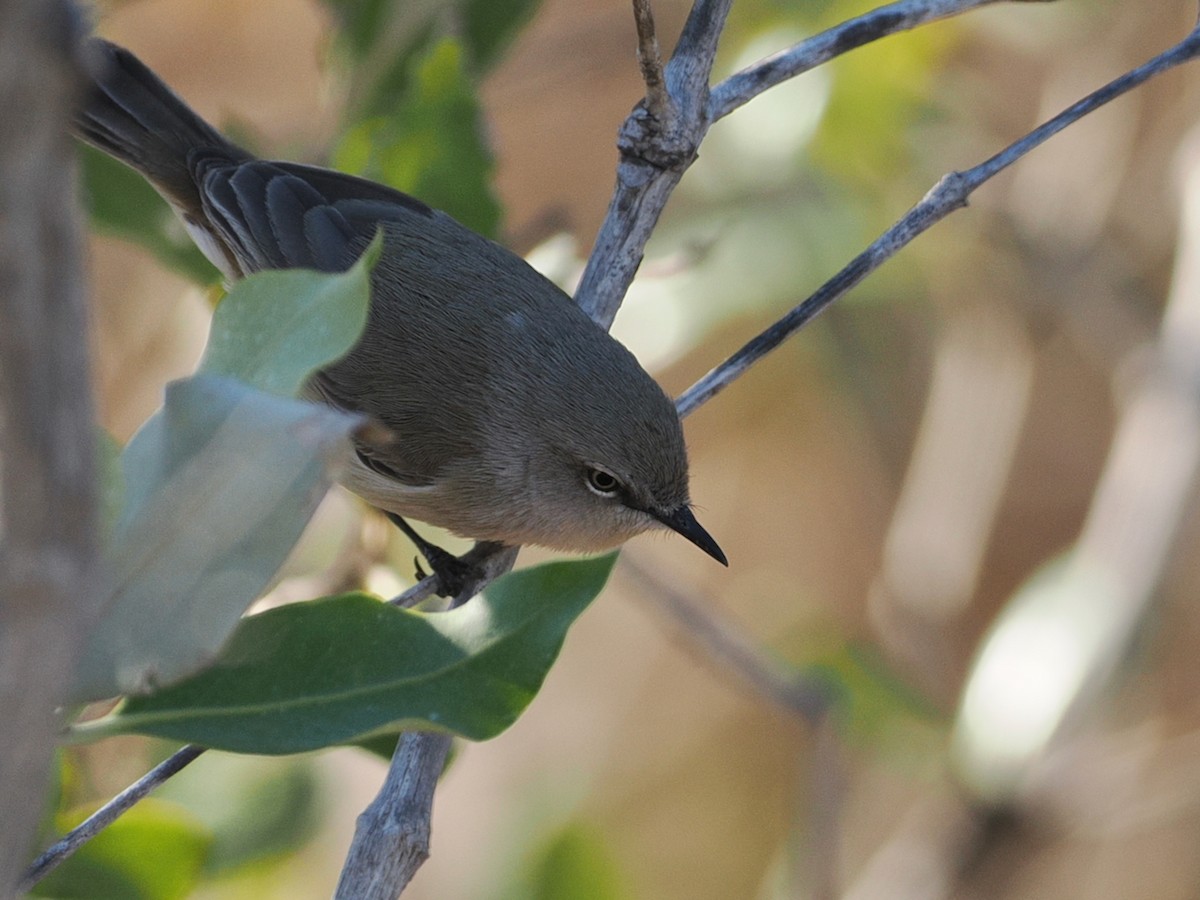 Dusky Gerygone - ML641832836