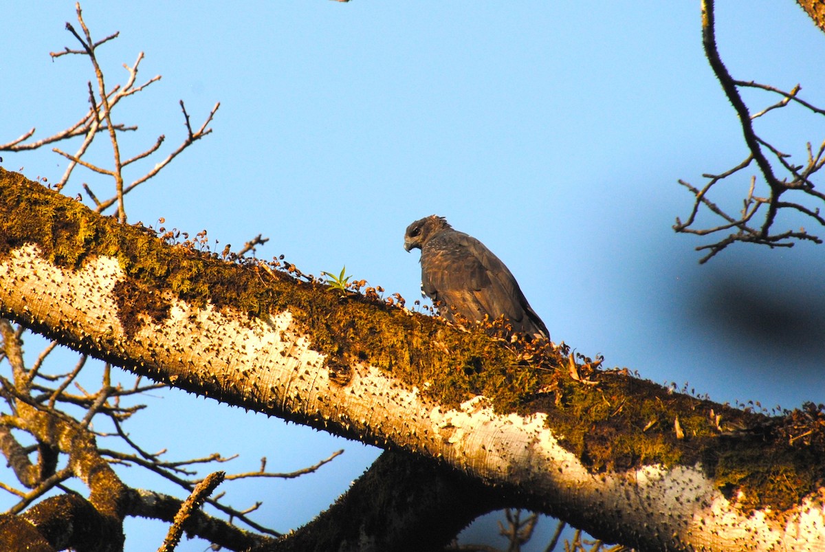 Crested Eagle - ML641832855