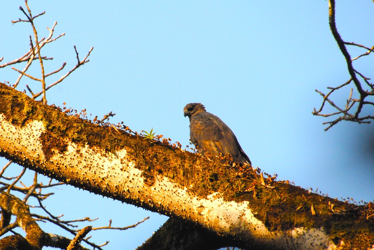 Crested Eagle - ML641832856