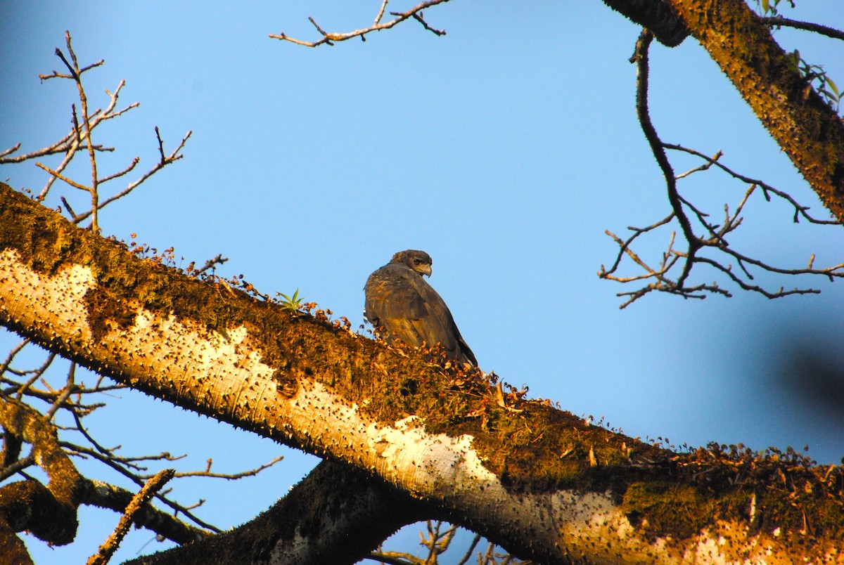Crested Eagle - ML641832857