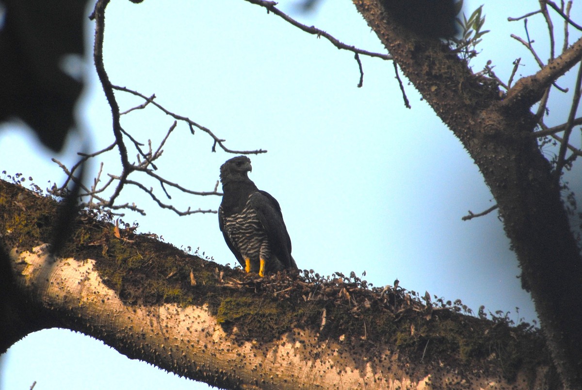 Crested Eagle - ML641832858