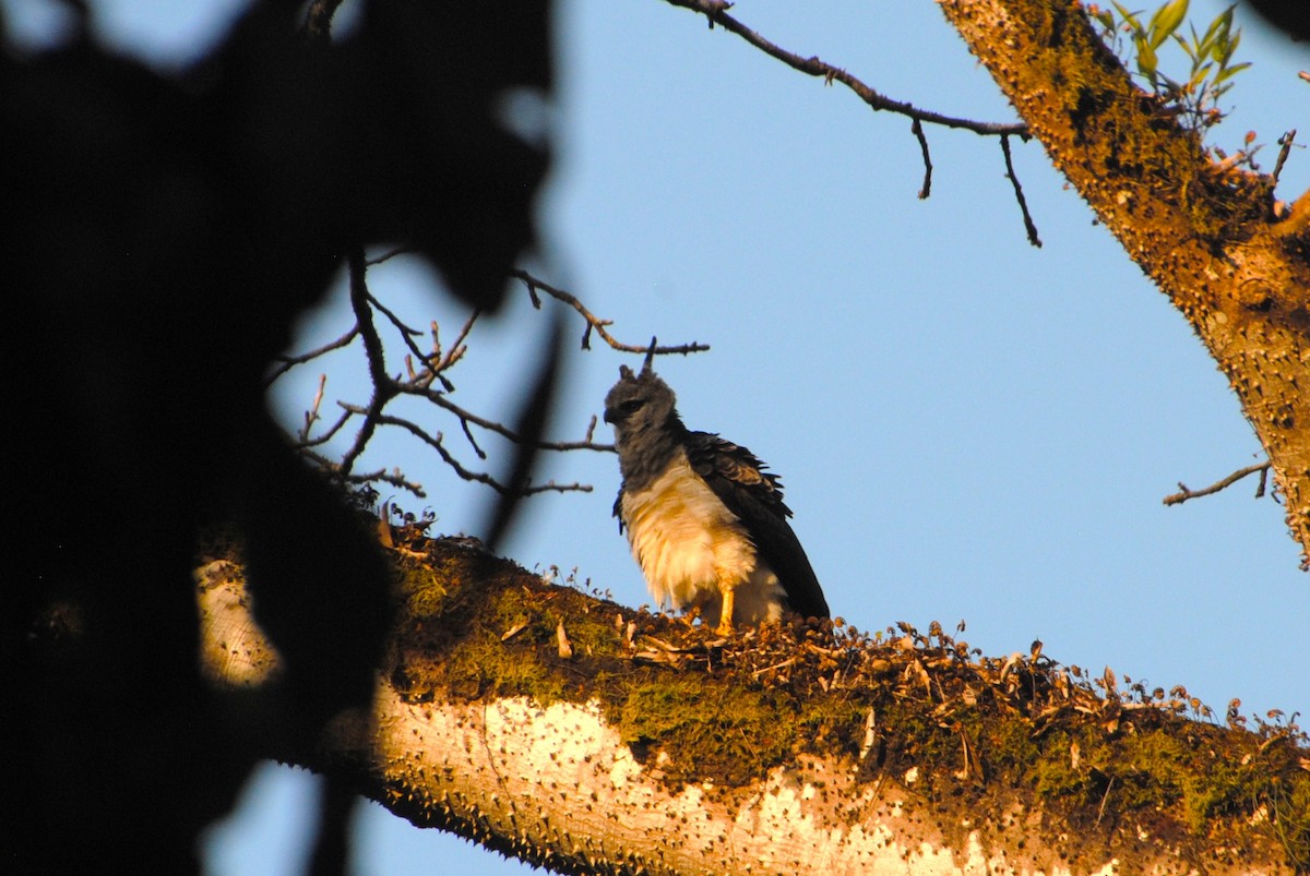 Crested Eagle - ML641832859
