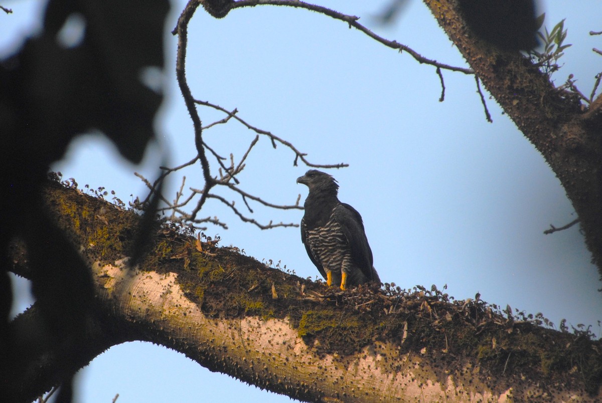 Crested Eagle - ML641832860