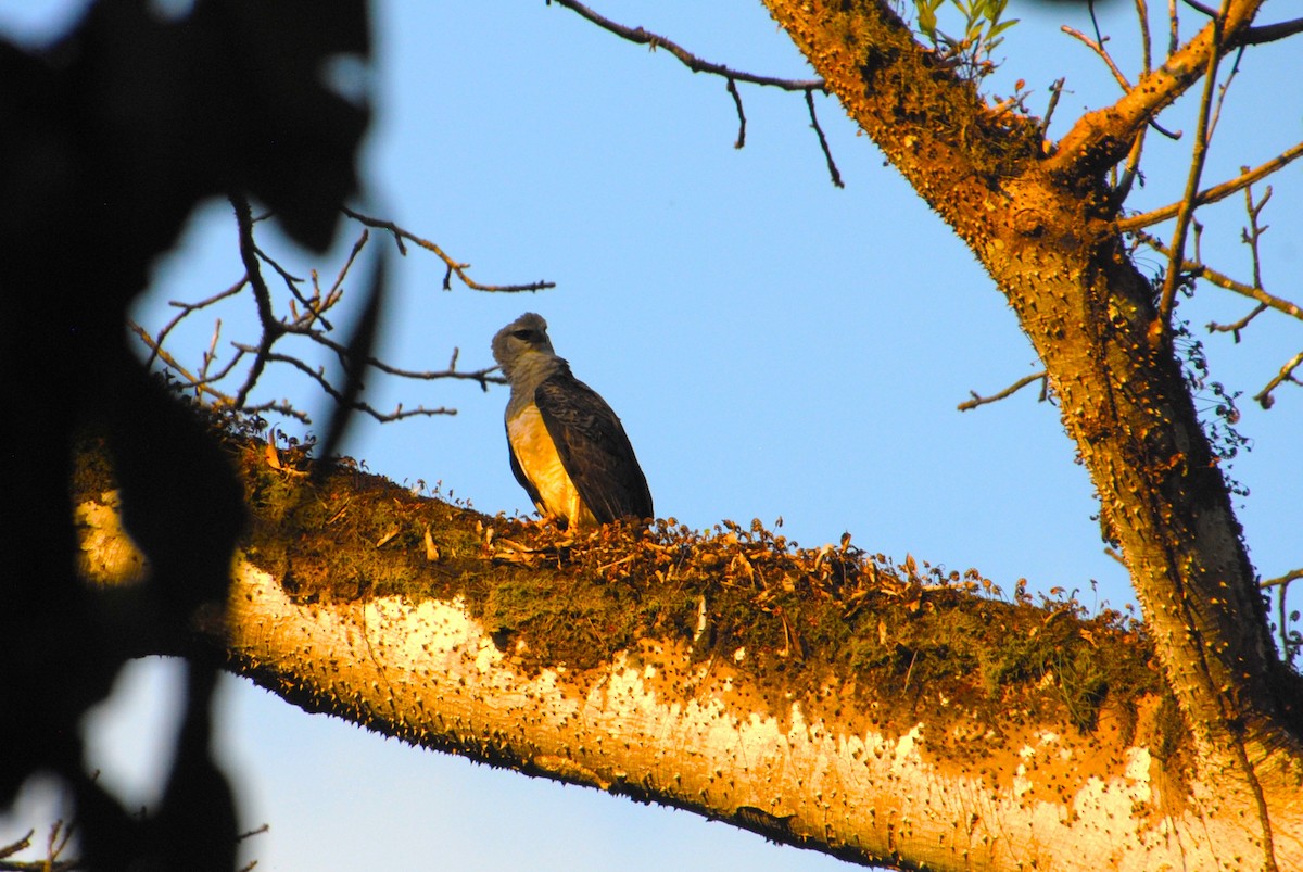Crested Eagle - ML641832861