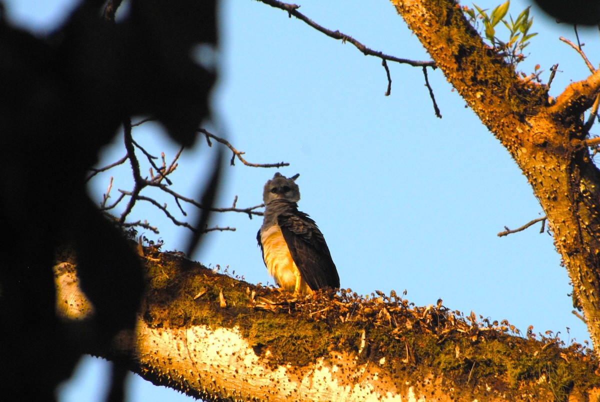 Crested Eagle - ML641832862