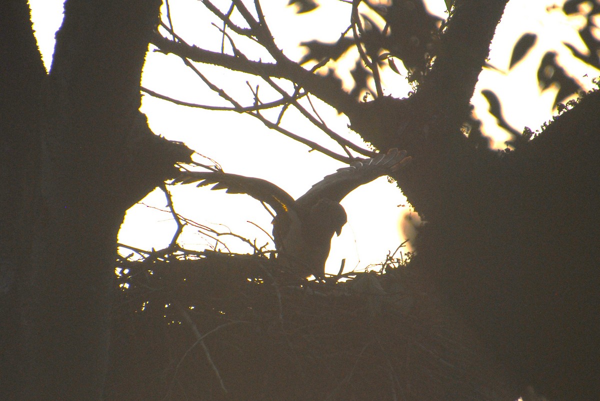 Crested Eagle - ML641832863