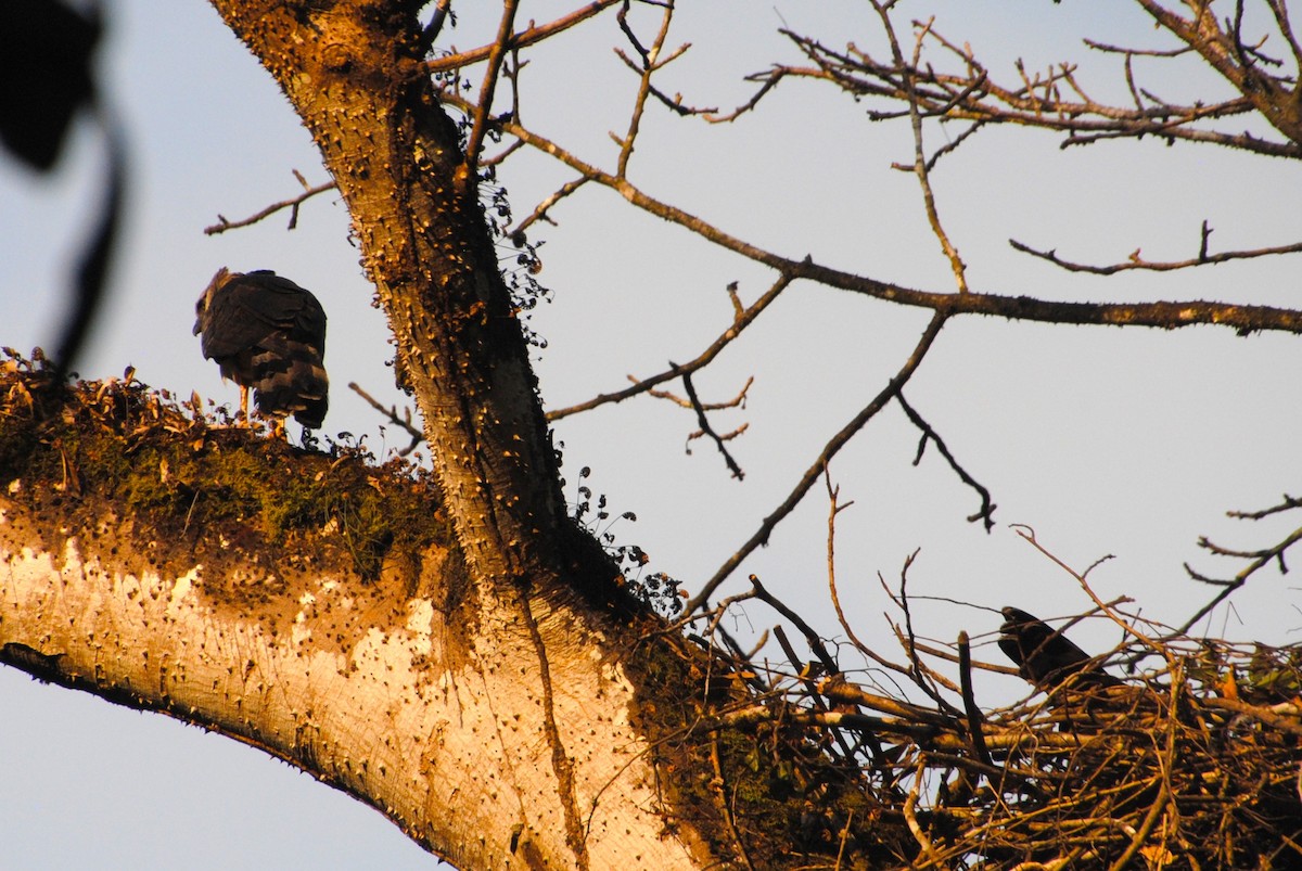 Crested Eagle - ML641832864