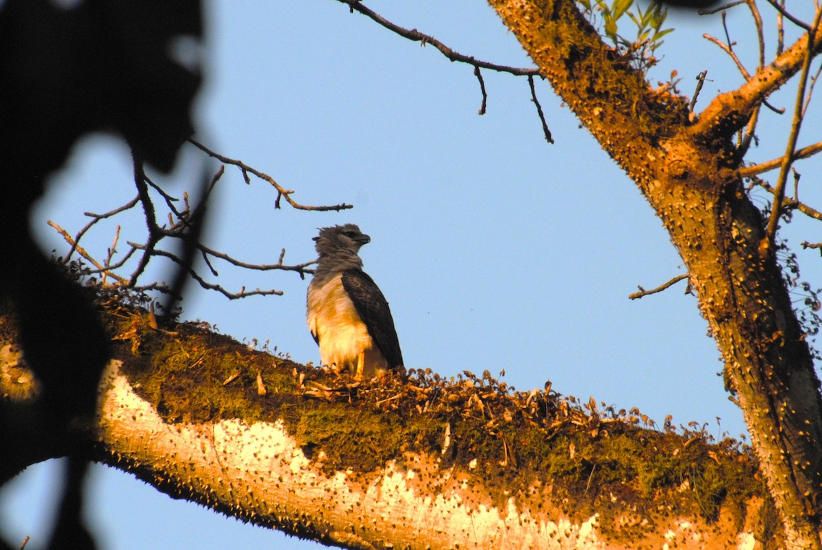 Crested Eagle - ML641832865